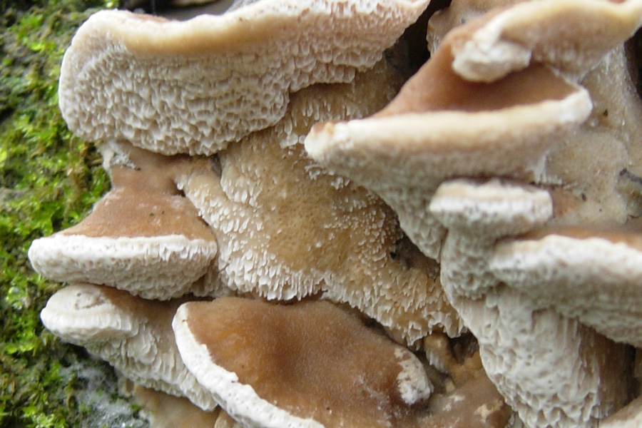 Lignicolo da determinare (Bjerkandera fumosa)